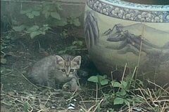 外暮らしをしていた小さな子猫　4ヶ月後の成長姿にグッとくる
