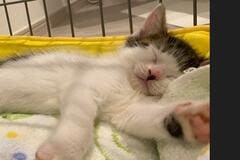 あんよの柄が「あの棒アイス」に激似な保護猫さんにSNSで反響