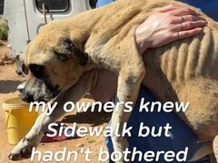 「ずっと一緒に暮らしたい」痩せ細っていた犬、新しい家族と出会い幸せいっぱいの姿に