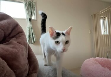 癒し】ごはんをおねだりする猫ちゃんたちに癒される人続出