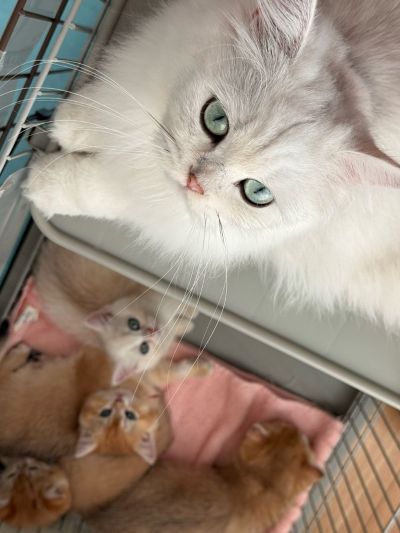 ママ猫すいちゃんと4匹の子猫ちゃん