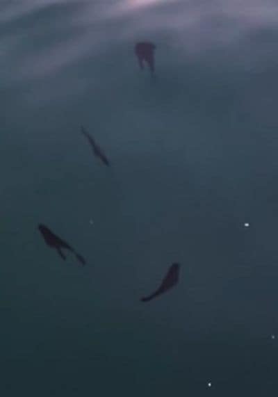 葉っぱの群れに擬態した魚
