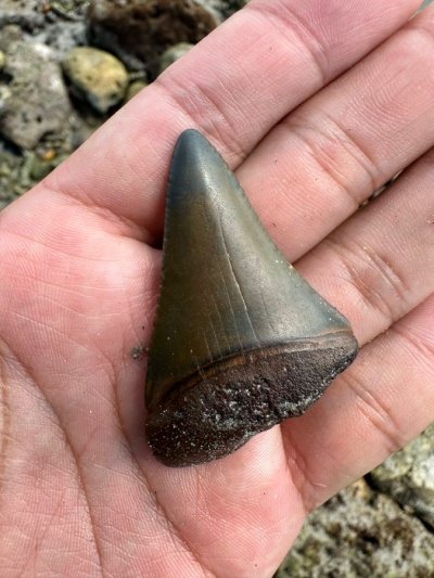 海で発見されたもの