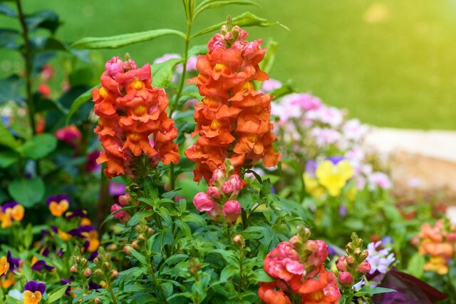 【春のガーデニング】花壇や庭をオシャレに彩るオススメの花10選！適切な水やりが元気に育つコツ