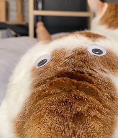 【発見】猫ちゃんのしっぽに新しい生き物！？目玉シールをつけたら“別の生き物”に見えると話題に