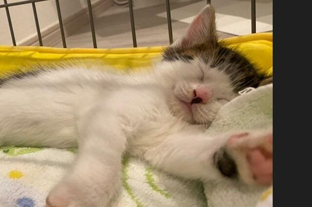 あんよの柄が「あの棒アイス」に激似な保護猫さんにSNSで反響