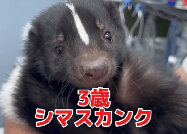 動物病院にシマスカンクが来院。前足のケガを検査した結果…「骨折してなくて良かった」「スカンクって飼えるんですね」の声