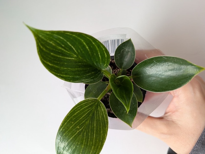 ダイソー　フィロデンドロン