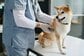 犬の生涯必要経費は約278万円、大きさ別では超小型犬が300万超と最高。平均寿命から算出した「一生分の費用」