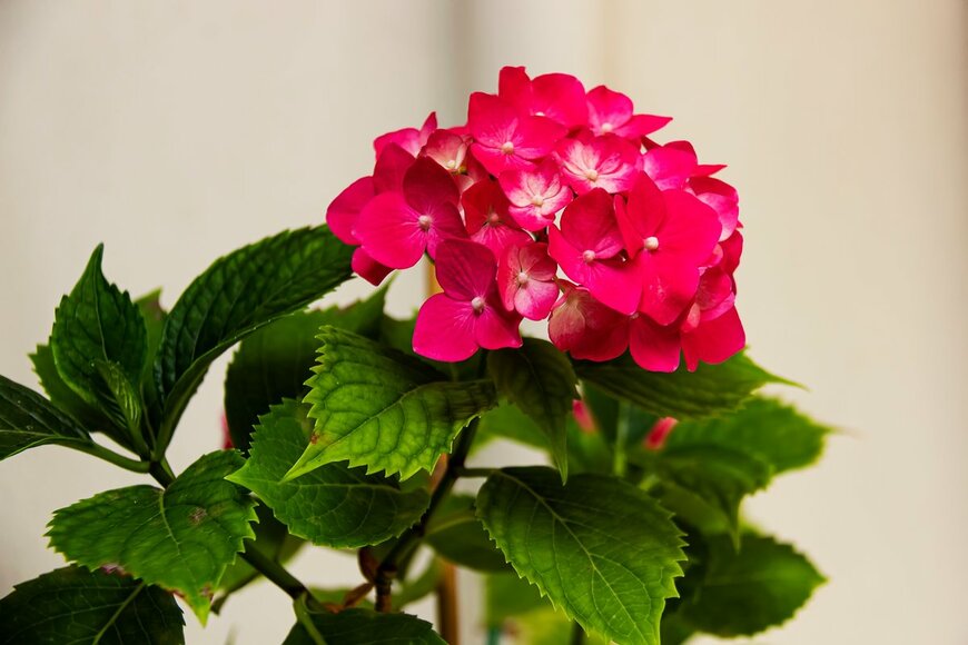 AylinGuneyiPhotograpy/Shutterstock.com