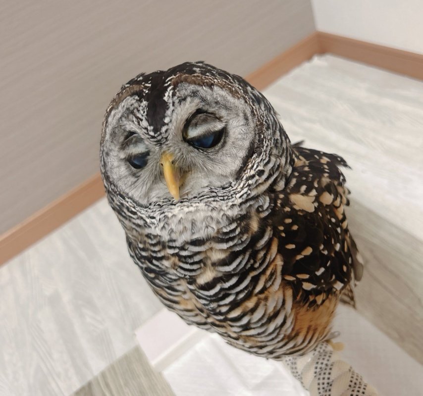 出所：@kanata_akas