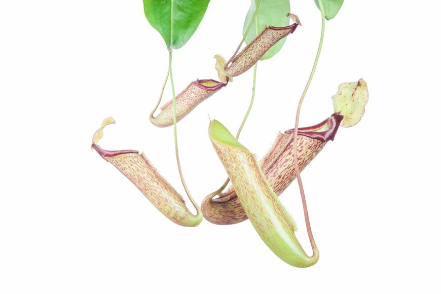 PhilipYb Studio/shutterstock.com