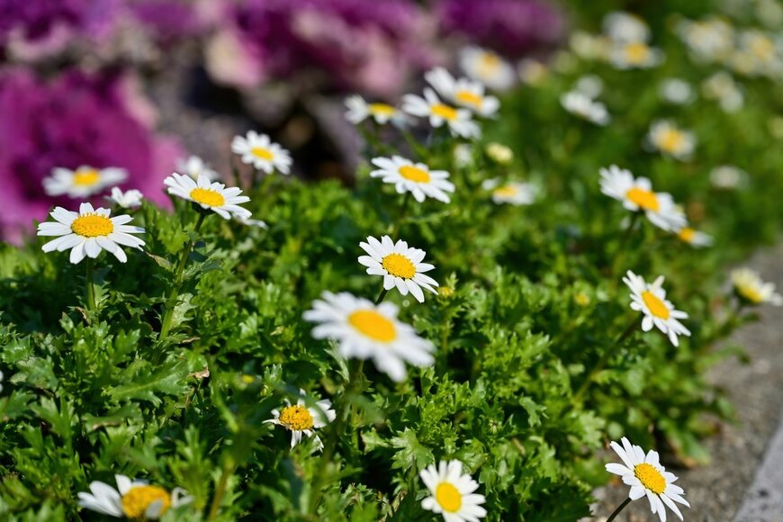 scott mirror/Shutterstock.com