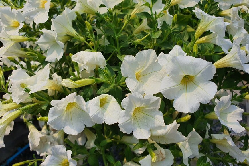 Pingky_p/Shutterstock.com