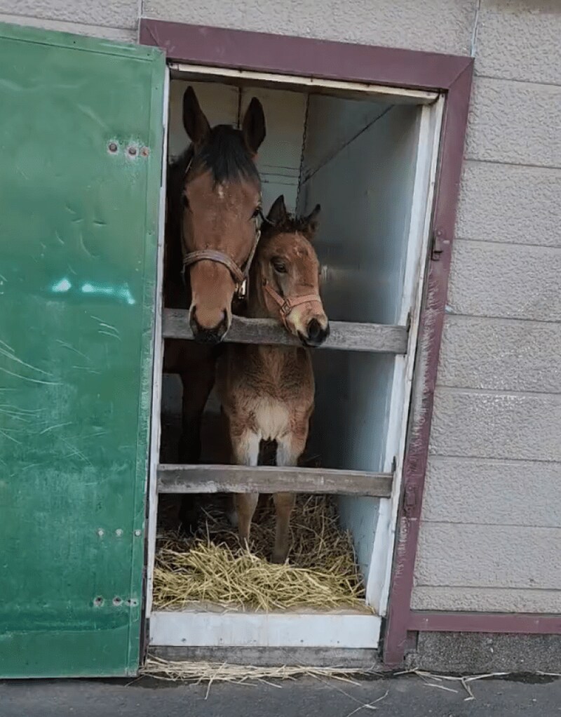 出所：白井牧場