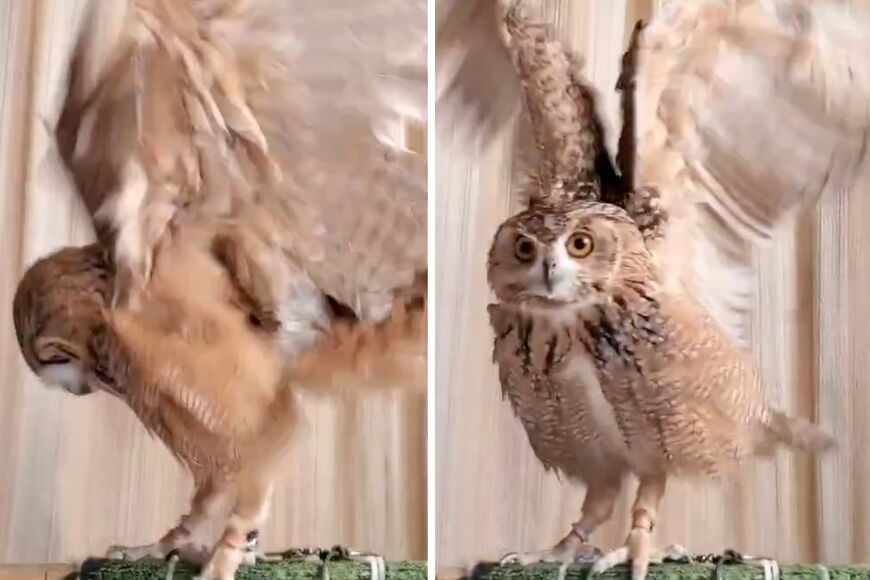 出所：@NORIKO_Rye