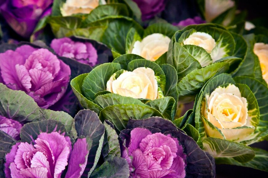 NevaF/istockphoto.com