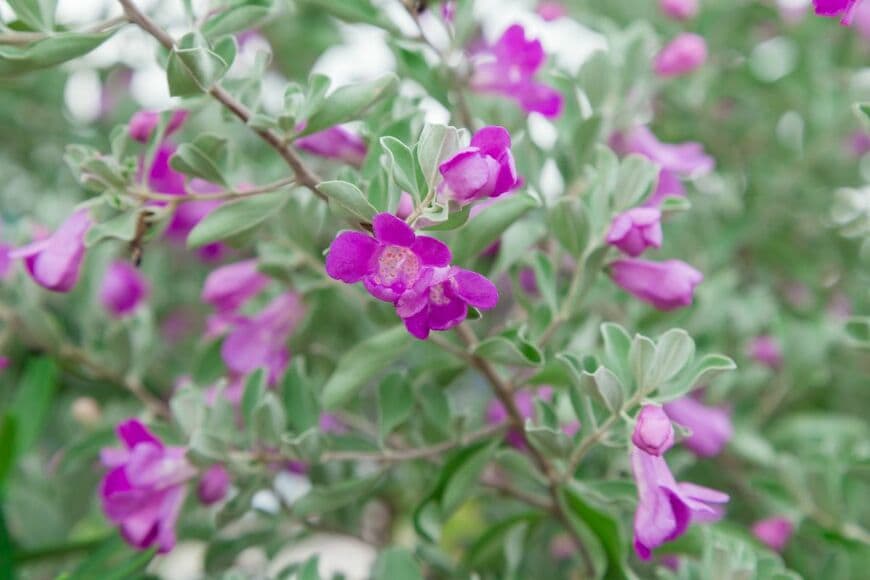 狭い庭で【秋から始めるドライガーデン】一年中おしゃれで長く花咲く《乾燥に強い常緑低木》4選