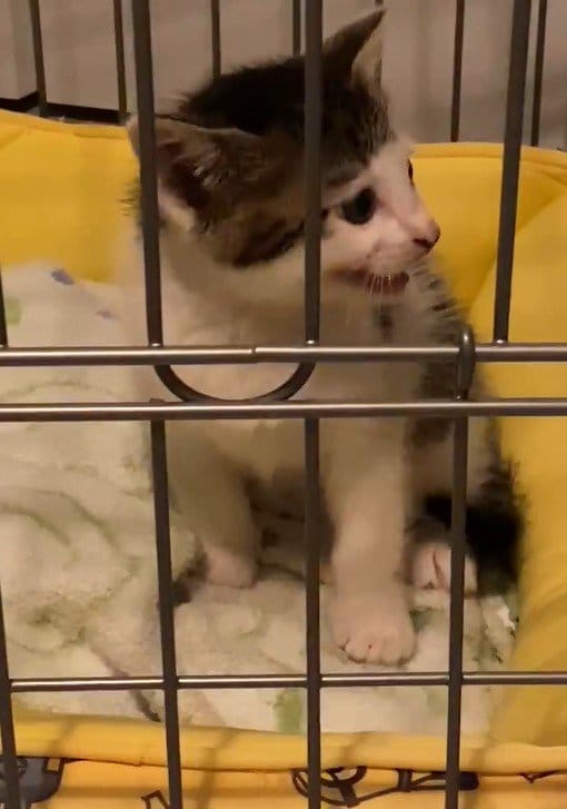 出所：@Saeroyi_cat