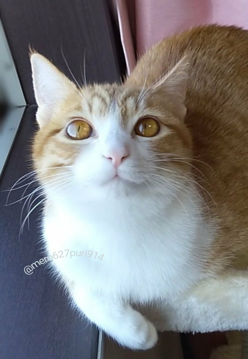 出所：@mero627puri914