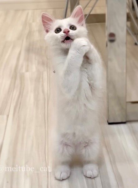 出所：@meltube_cat