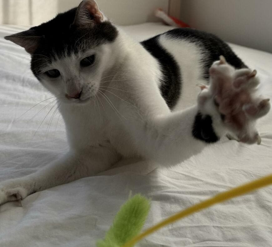 出所：@Saeroyi_cat