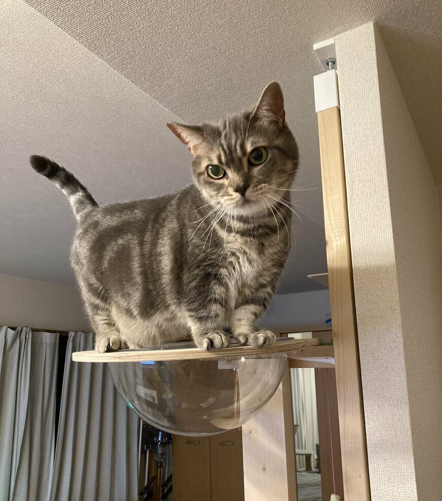 出所：@nekotansoku