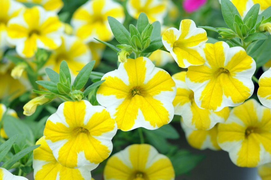 AN NGUYEN/shutterstock.com