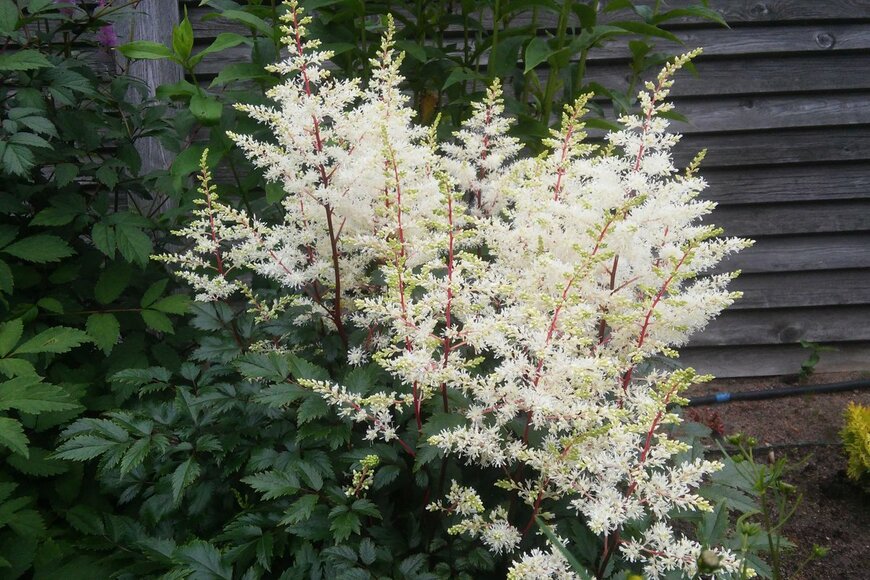 Helen Pitt/Shutterstock.com