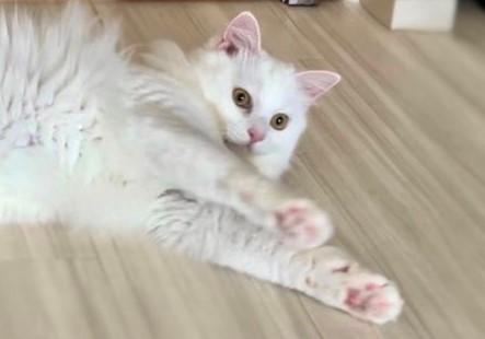 出所：@meltube_cat 