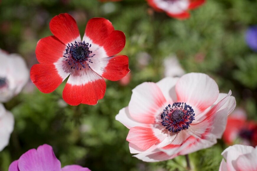 gyro/istockphoto.com