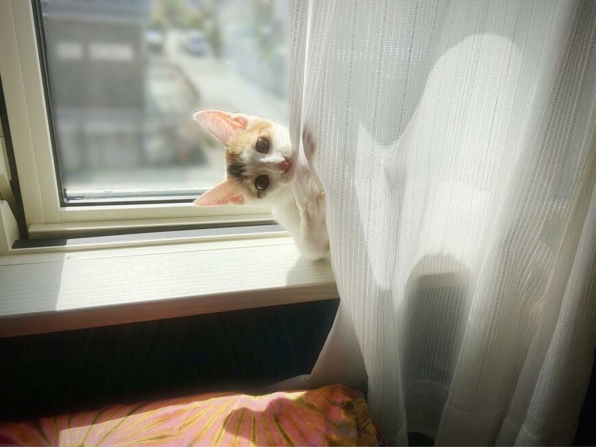 出所：@sabachikubi