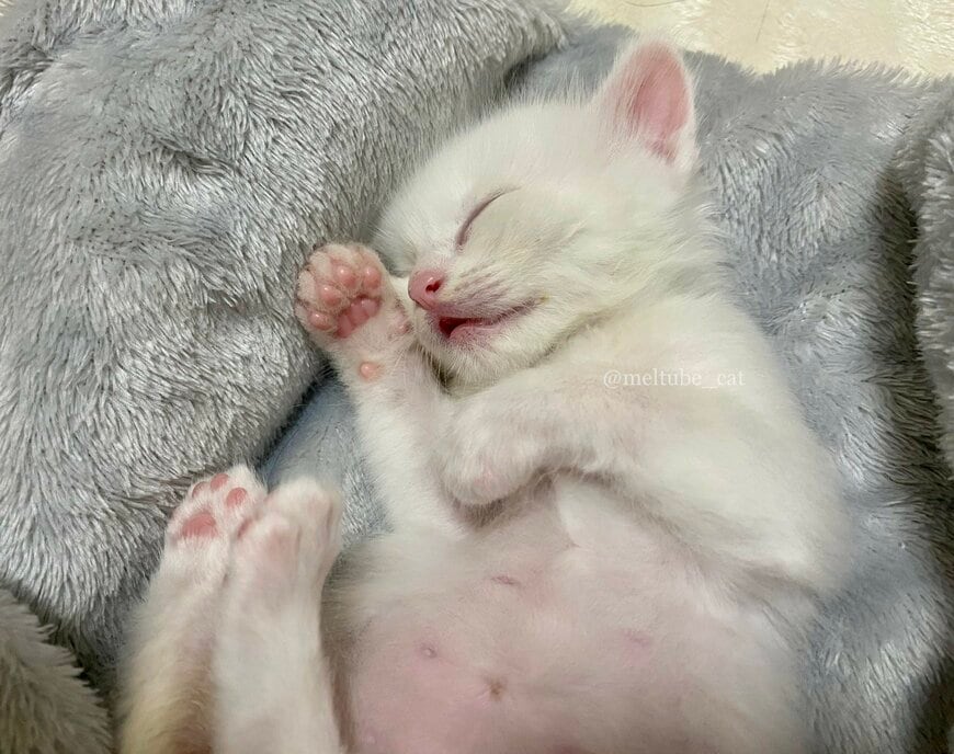 出所：@meltube_cat