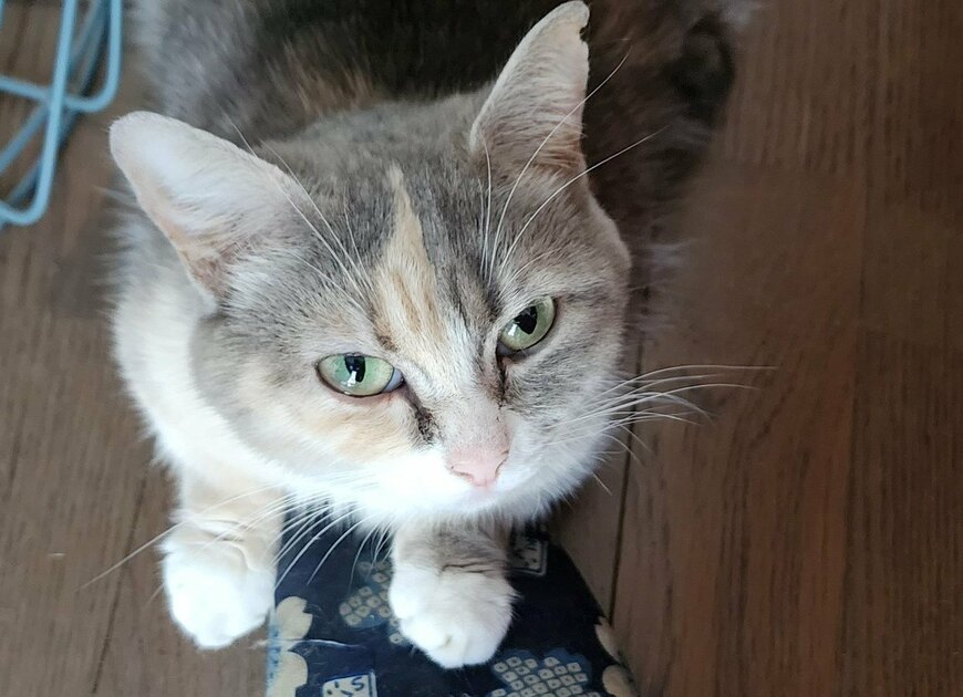 出所：@tokyonyanko0731