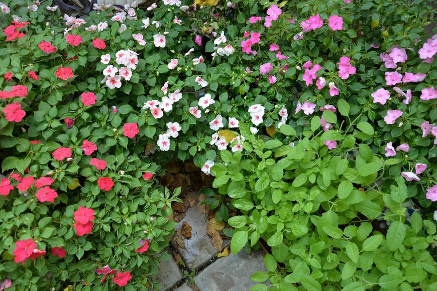 Kollawat Somsri/Shutterstock.com