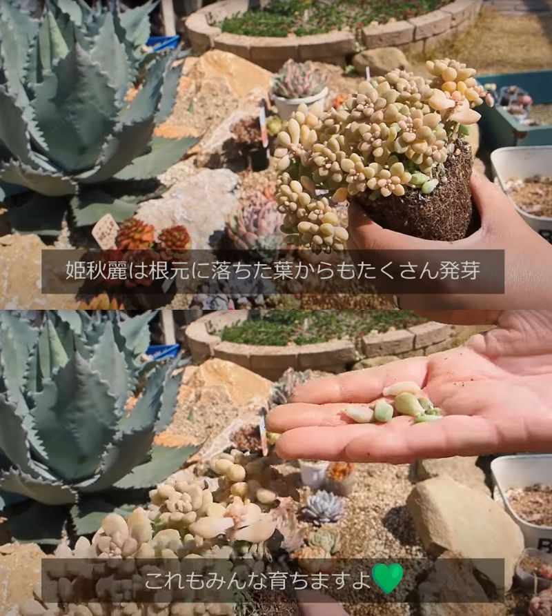 出所：@oliveandsucculentgarden