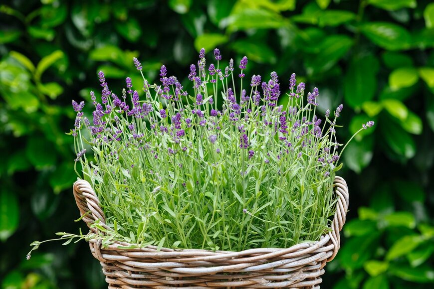 M Gl/Shutterstock.com