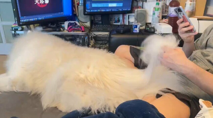 出所：@samoedsoran