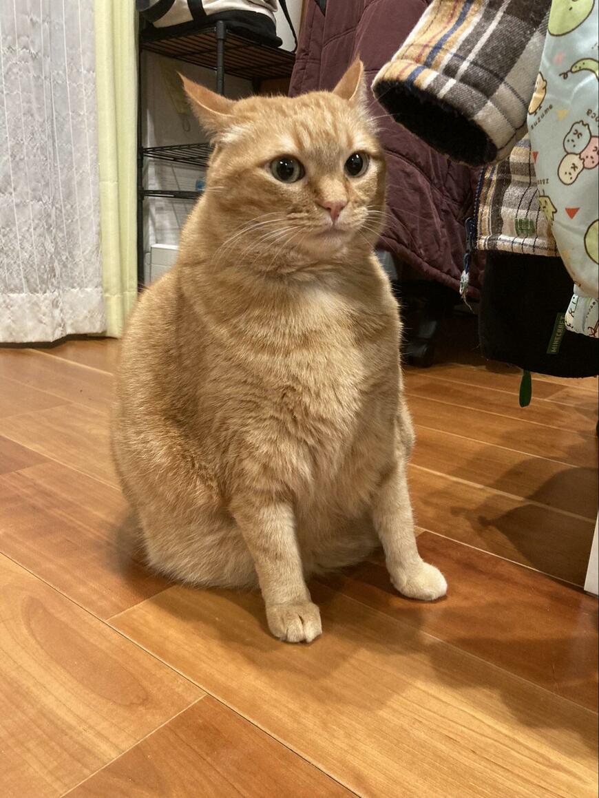 「ぼく以外の猫と浮気してる…」浮気現場を見た猫　今にも泣き出しそうな姿が話題に