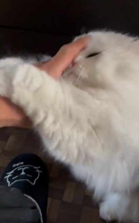 出所：@NEKOLAND13