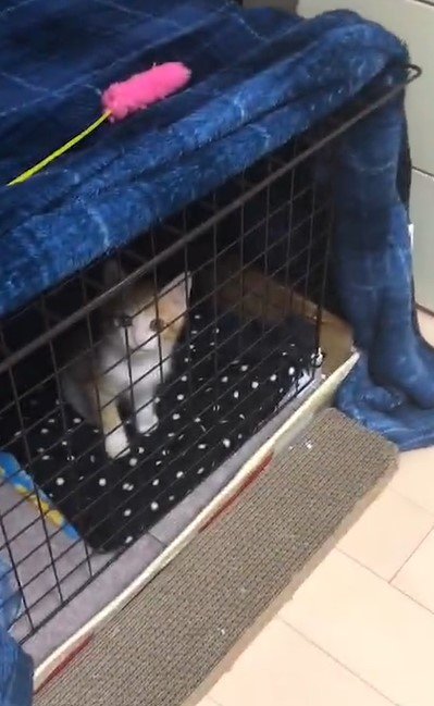 出所：@mero627puri914