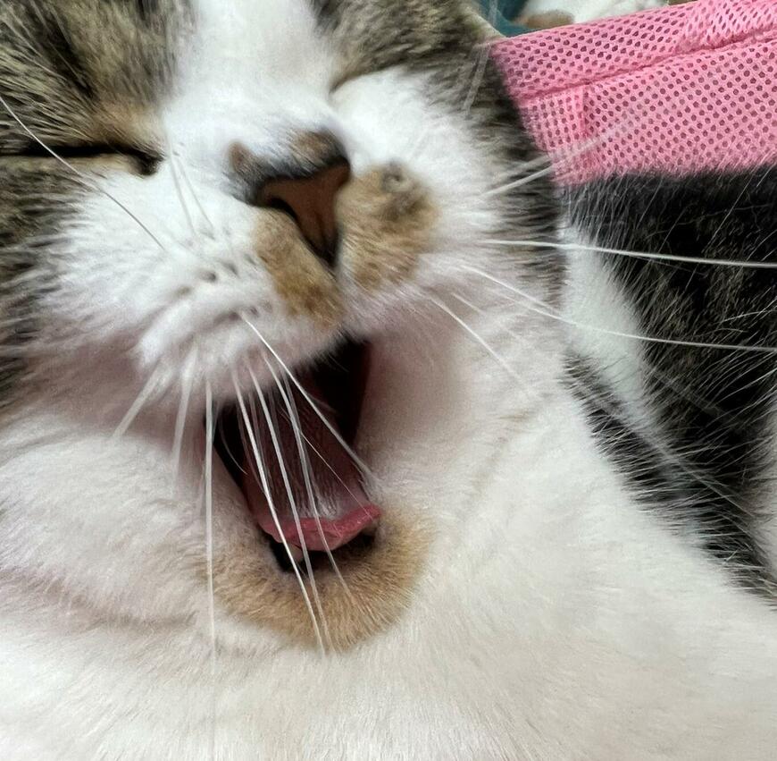 出所：@torotolo106106