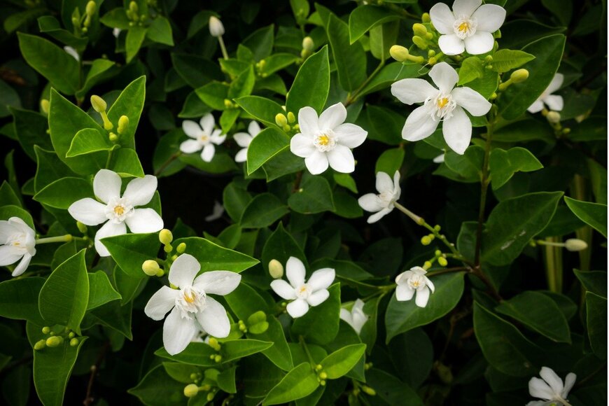 wichatsurin/istockphoto.com