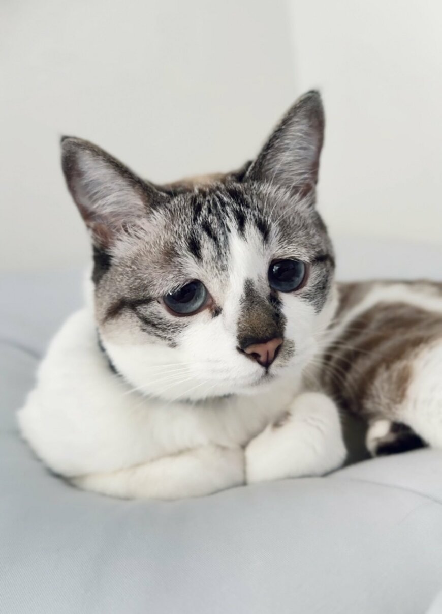 出所：@piennekomint