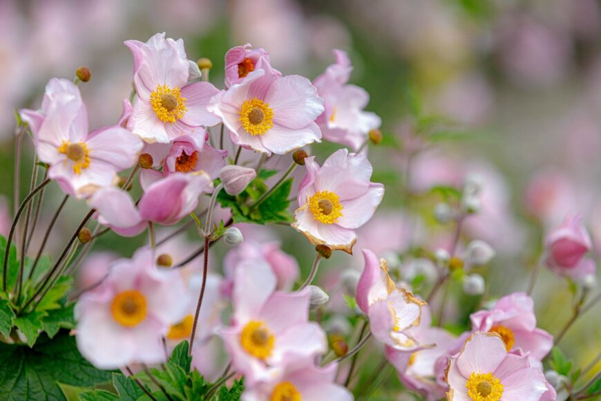 Wut_Moppie/shutterstock.com