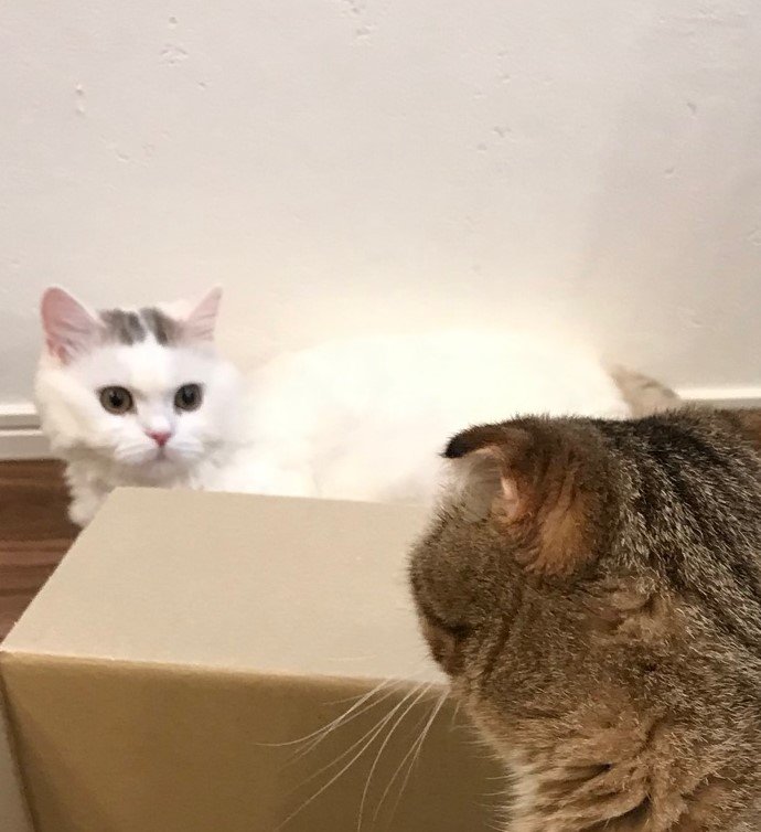 出所：@ponpokopontanu