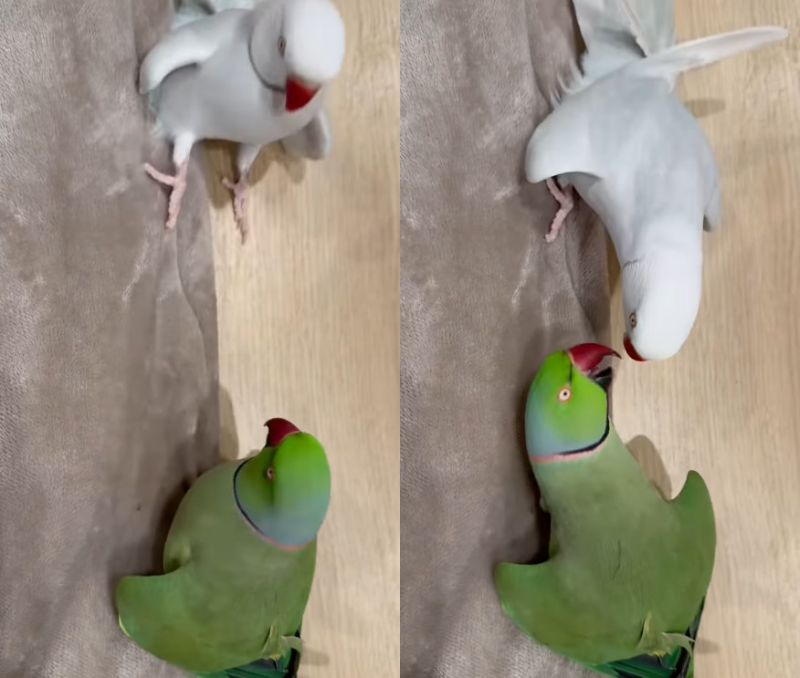 出所：@zundamame_cockatiel