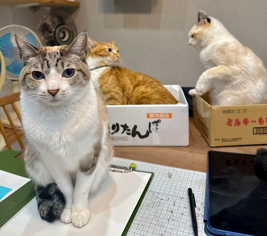 後ろで猫2匹のケンカが勃発。一方、前に鎮座する猫は…予想外の“スキル”に笑ってしまう