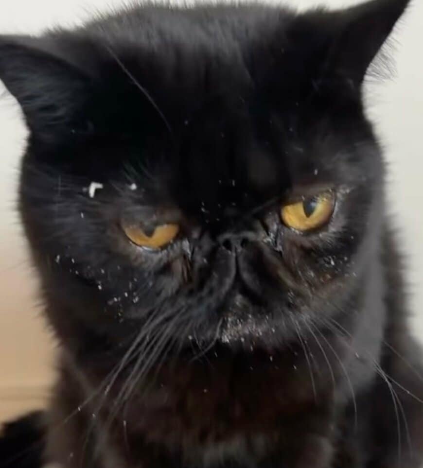 出所：@kotetsu_0420