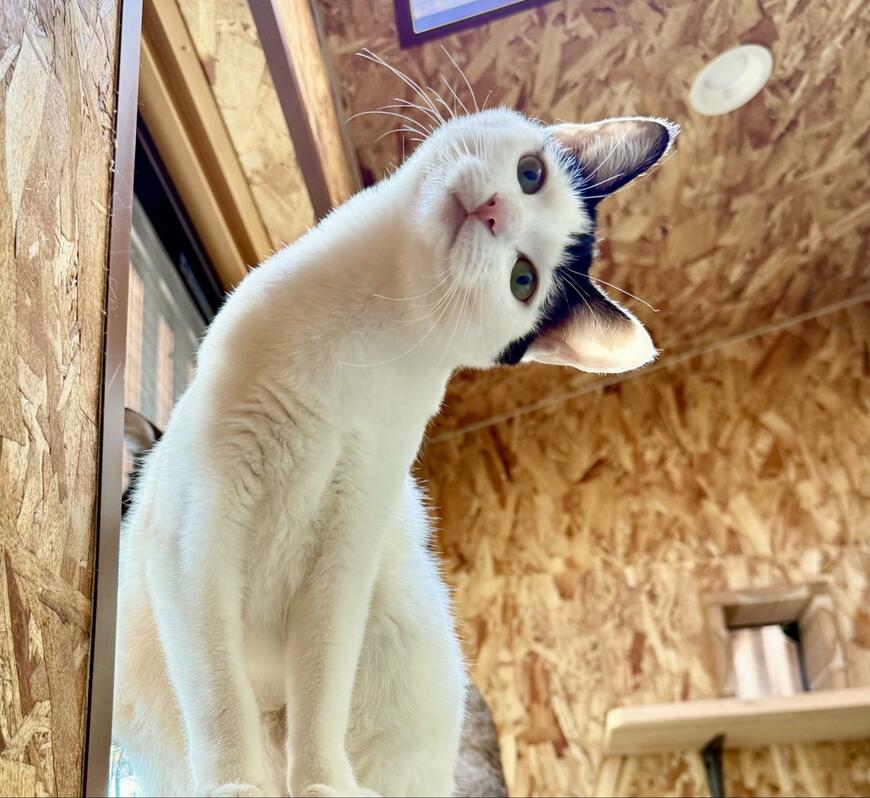 出所：@omochi_nam01